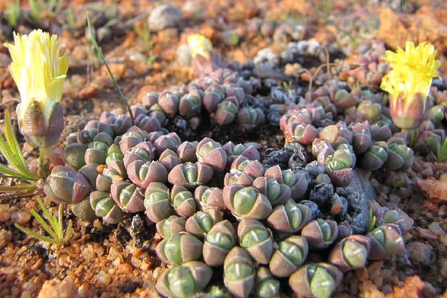 Cheiridopsis minor