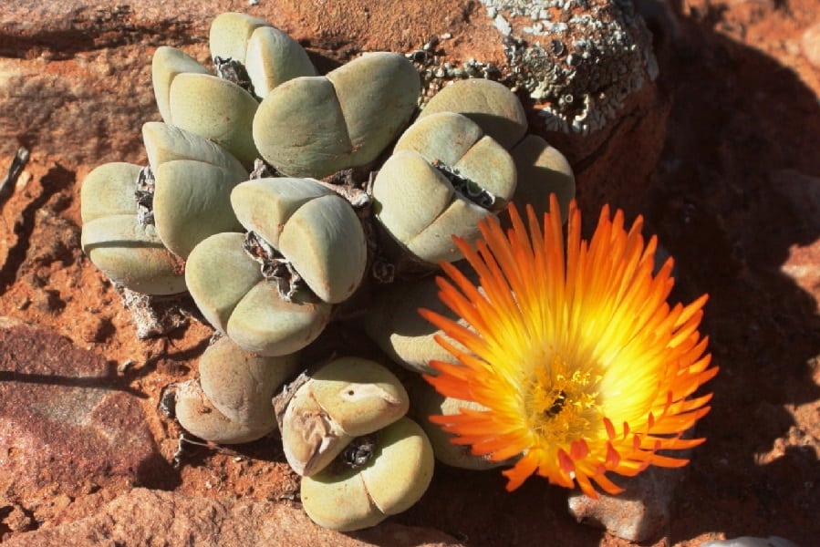 Cheiridopsis pillansii