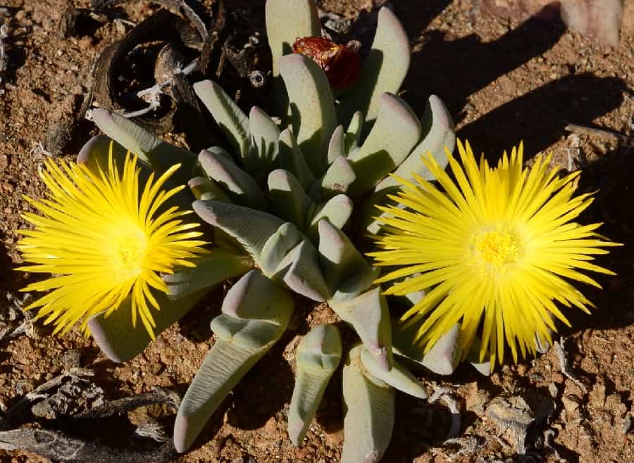 Cheiridopsis robusta