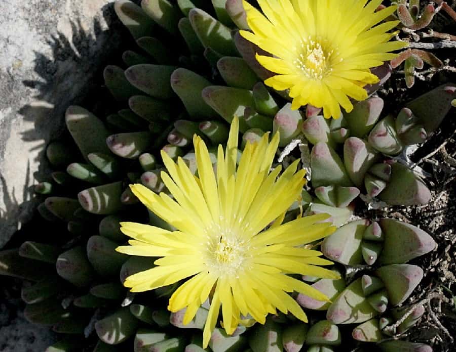 Cheiridopsis rostrata