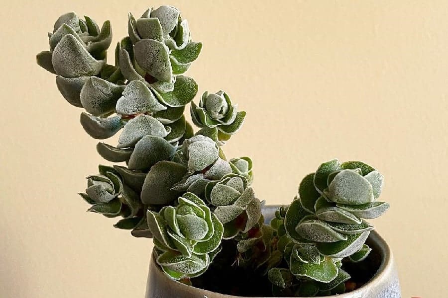 Crassula Ivory Pagoda