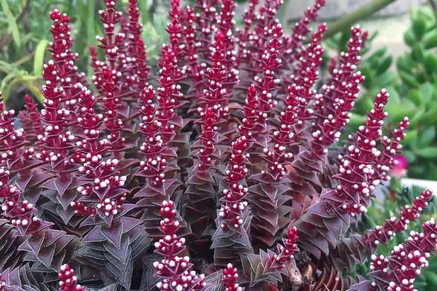 Crassula alpestris