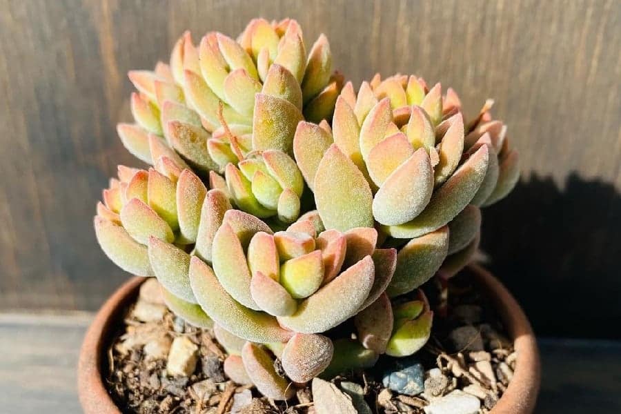 Crassula ausensis
