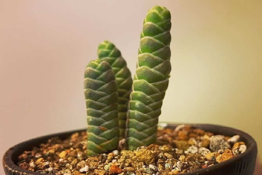 Crassula barklyi