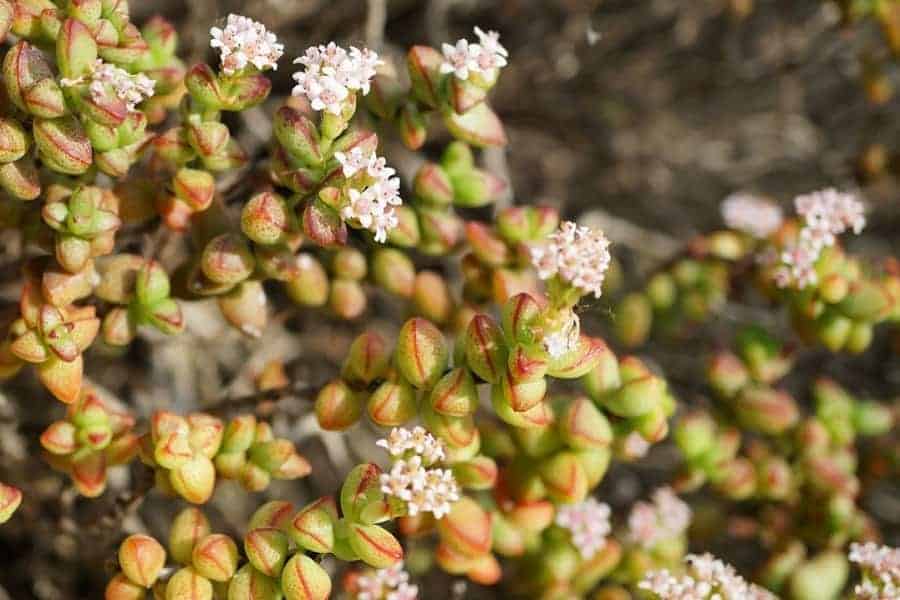 Crassula brevifolia