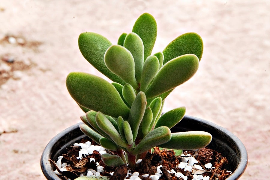 Crassula cephalophora
