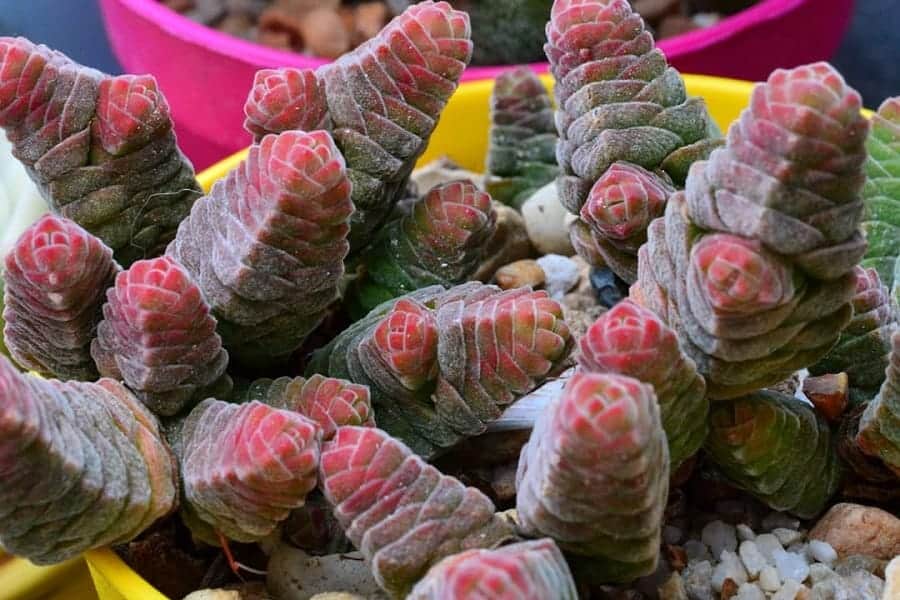 Crassula columella