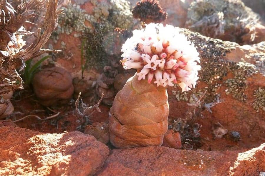 Crassula columnaris