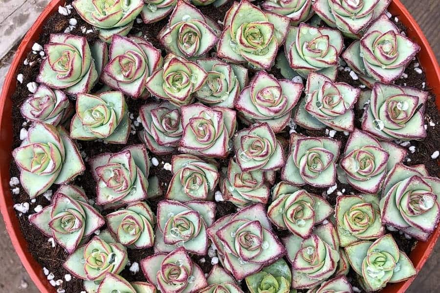 Crassula conjuncta