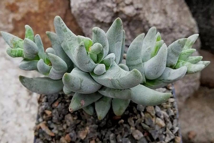 Crassula cornuta
