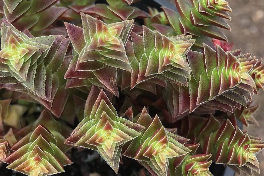 Crassula corymbulosa