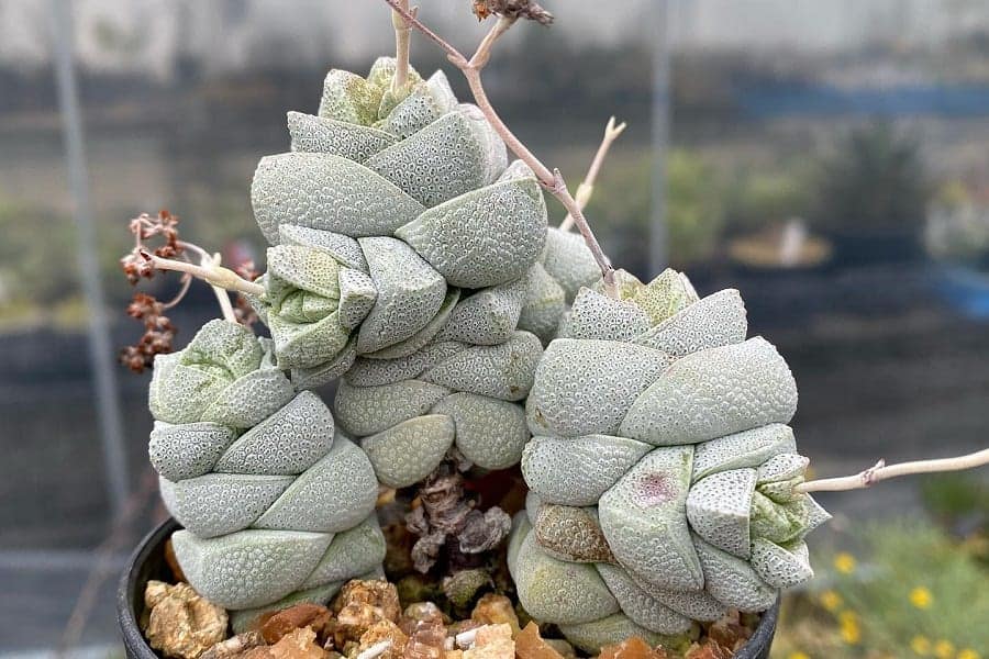 Crassula deceptor