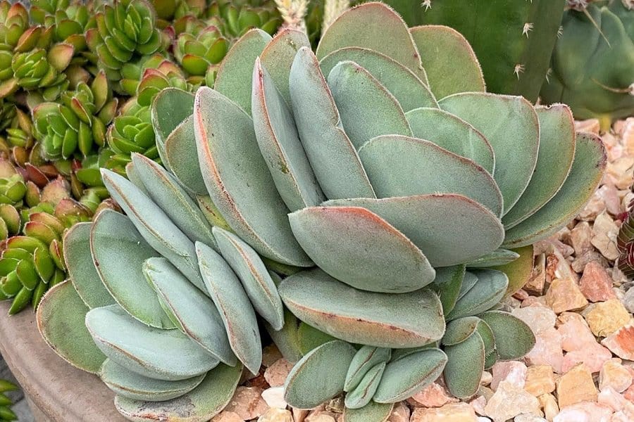 Crassula dubia