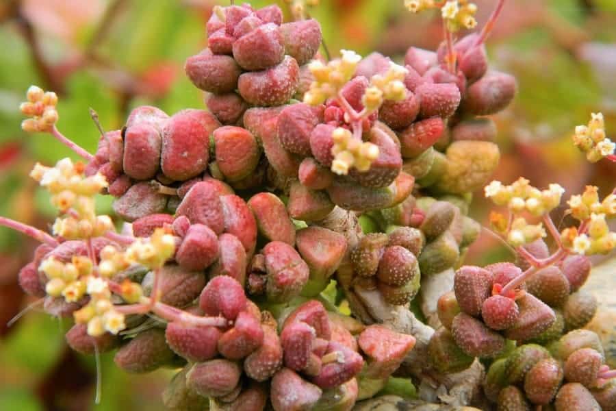 Crassula elegans