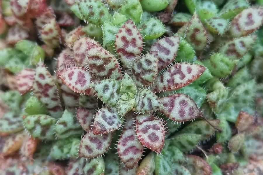 Crassula exilis