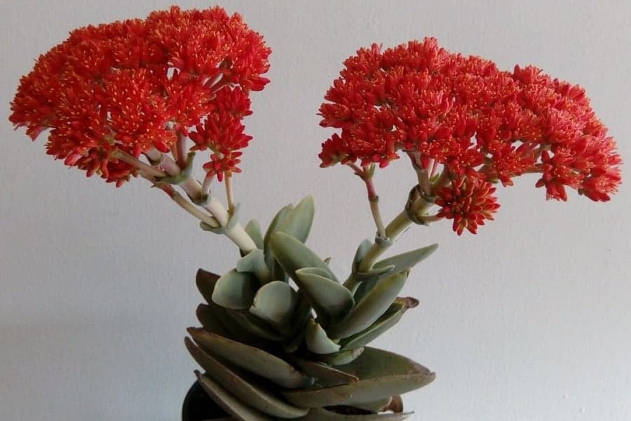 Crassula falcata