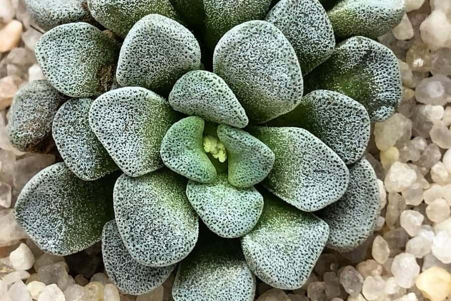 Crassula mesembryanthemopsis