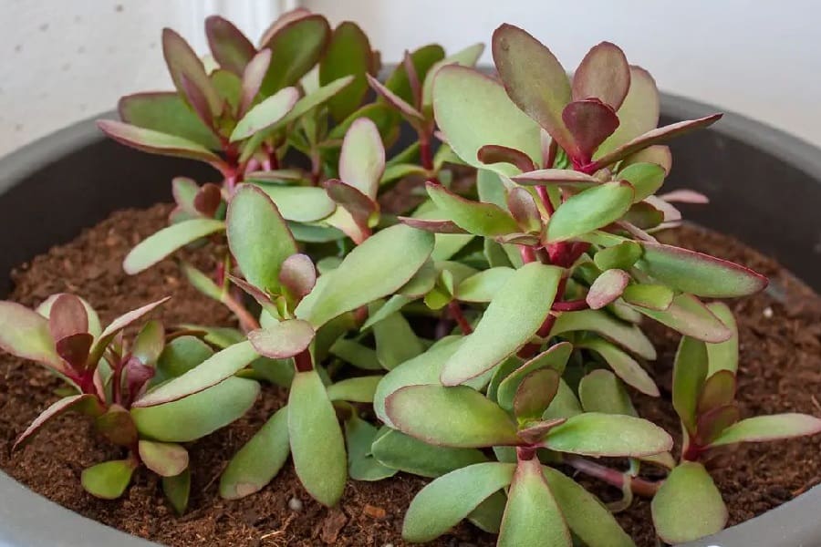 Crassula platyphylla