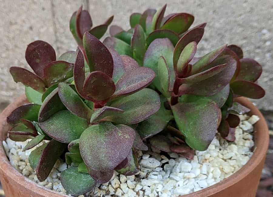 Crassula platyphylla