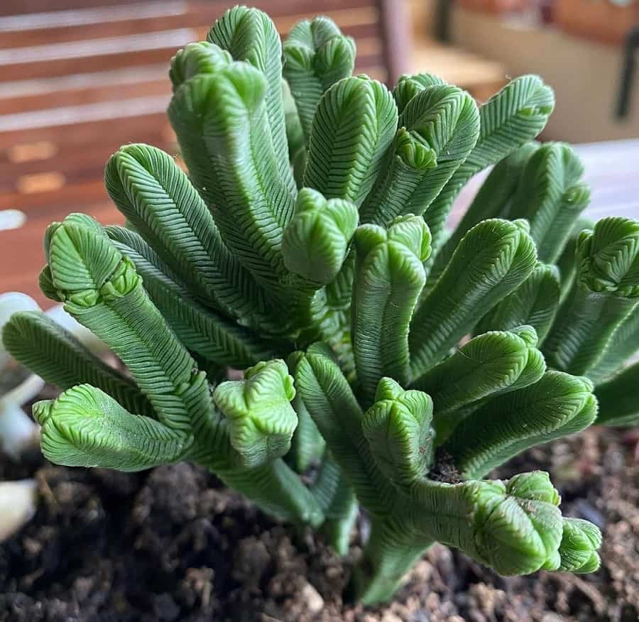Crassula pyramidalis