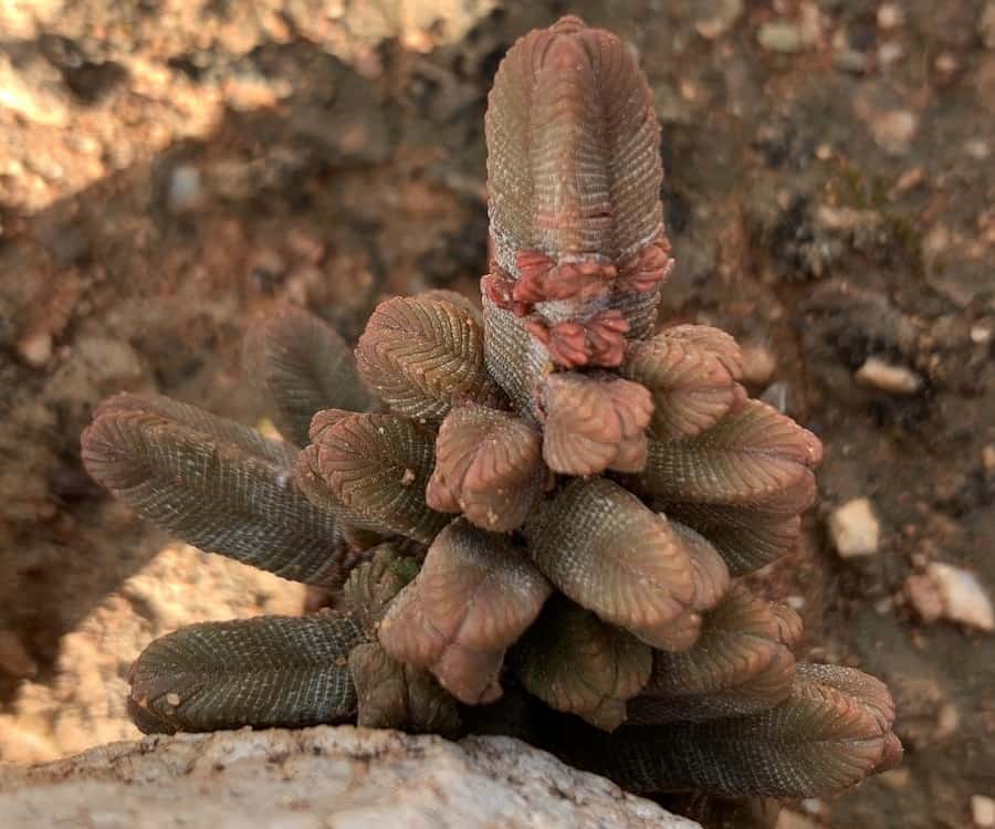 Crassula pyramidalis