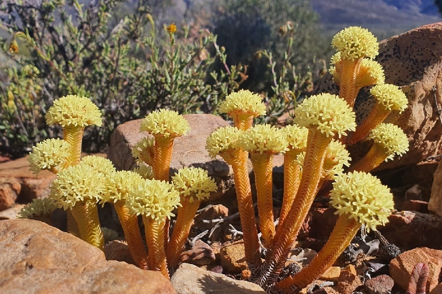 Crassula pyramidalis