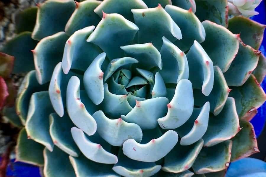 Echeveria Allegra