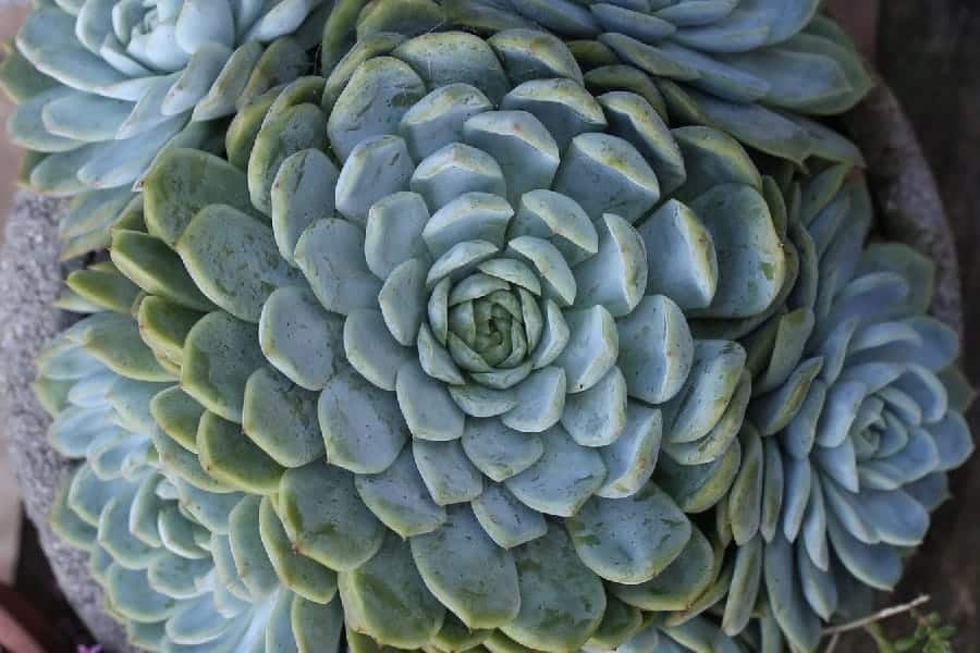 Echeveria Big Blue