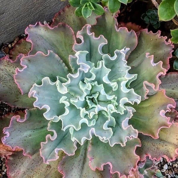 Echeveria Giant Blue