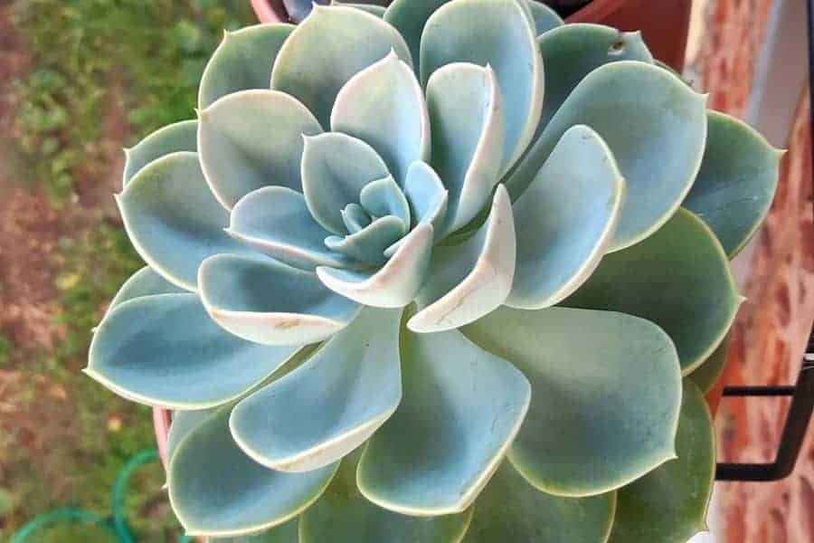 Echeveria Green Pearl