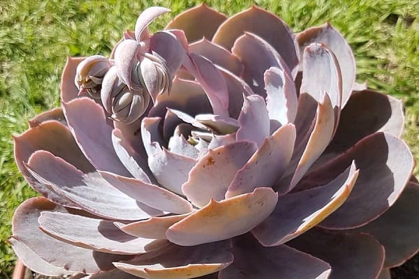 Echeveria Morning Light