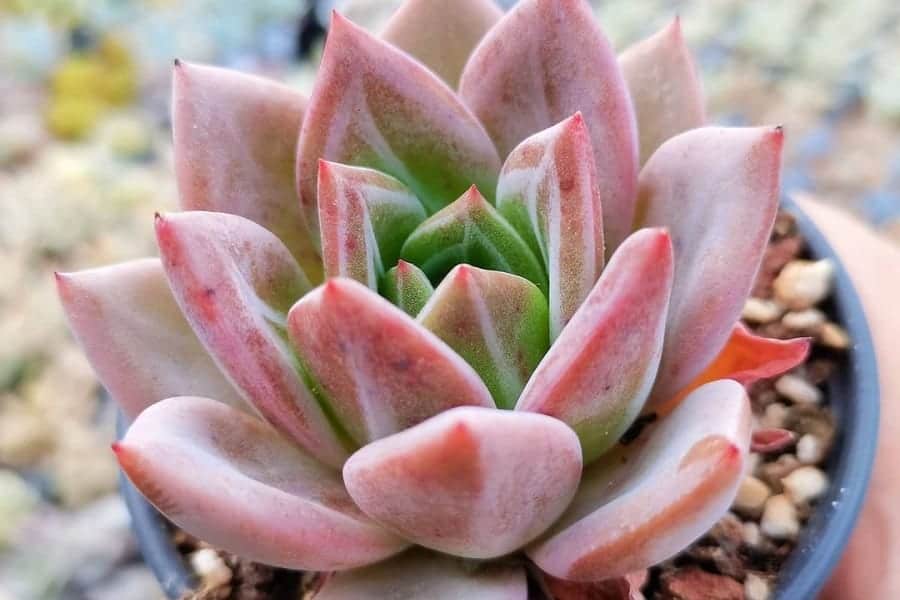 Echeveria Pink Champagne