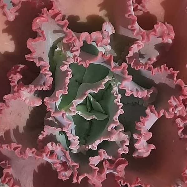 Echeveria Ruffles Red
