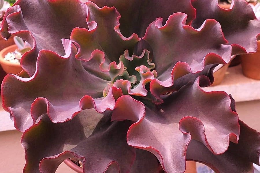 Echeveria Zorro