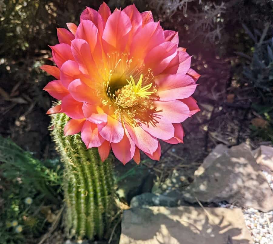 Echinopsis Flying Saucer