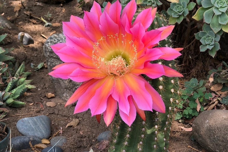 Echinopsis Flying Saucer