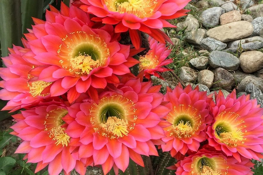 Echinopsis Flying Saucer