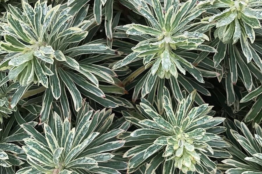 Euphorbia Silver Swan