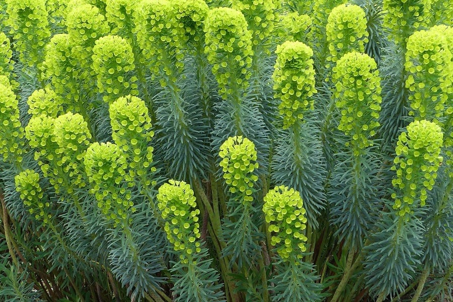 Euphorbia Silver Swan