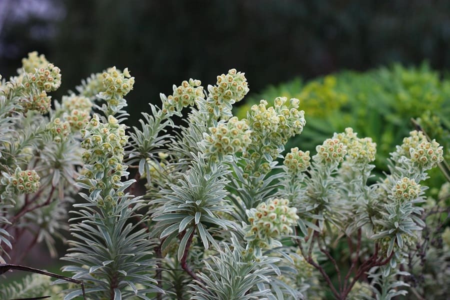 Euphorbia Silver Swan