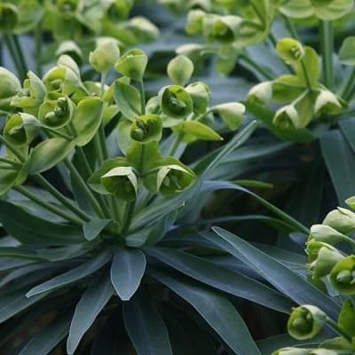 Euphorbia lambii