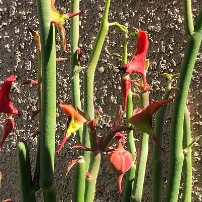 Euphorbia lomelii