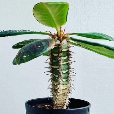 Euphorbia neohumbertii