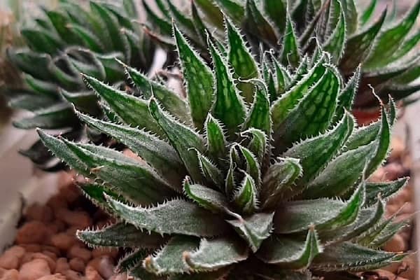 Haworthia marumiana