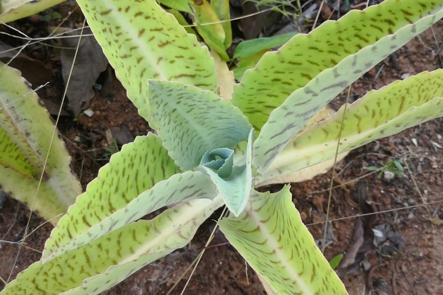 Kalanchoe gastonis-bonnieri