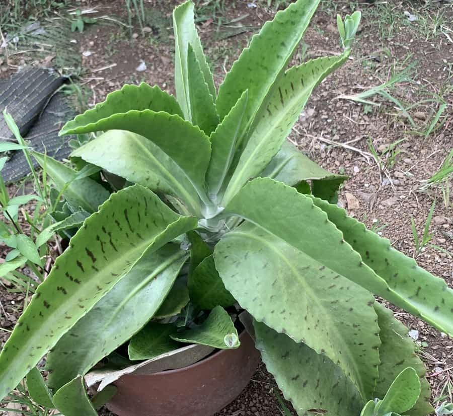 Kalanchoe gastonis-bonnieri