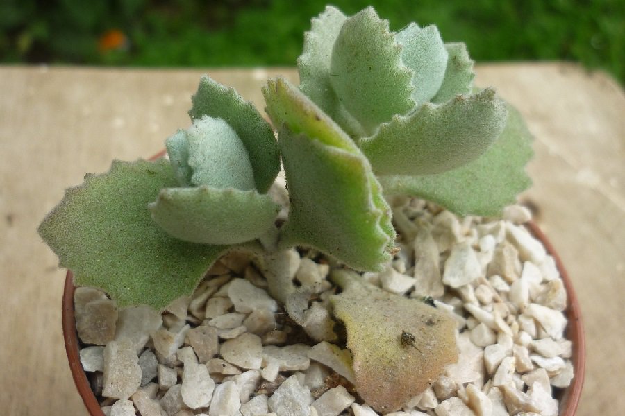 Kalanchoe millotii