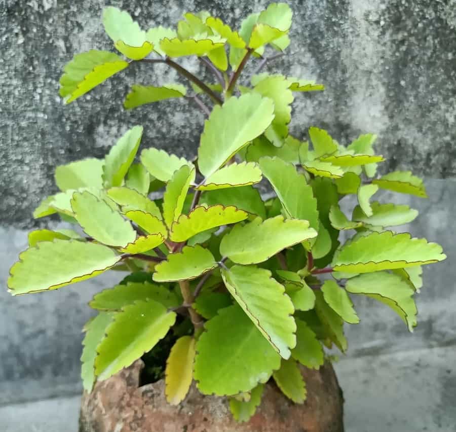 Kalanchoe pinnata plant