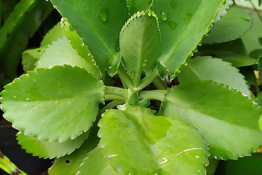 Kalanchoe pinnata plant