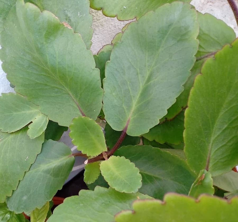 Kalanchoe pinnata plant